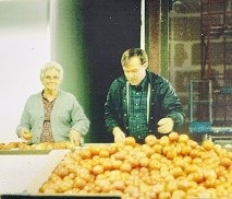 1986 Ernie Harvill grading tomatoes with his mom, Mae.